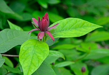 Kielichowiec wonny, kwitnący kielichowiec,  (Calycanthus floridus), eastern sweetshrub, Carolina all spice, spice bush, dark red flowers, aromatic scent flowers.