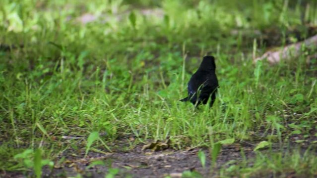 A blackbird searching for food on the ground and singing