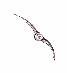 Hand drawn illustration of albatross
