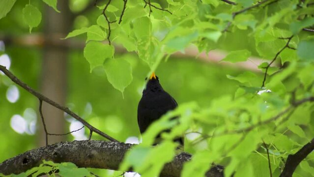 A singing blackbird sitting on the branch of an aspen poplar tree