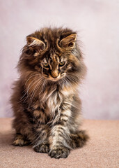 A cat with a beautiful color pose for a photo. The breed of the cat is the Maine Coon 