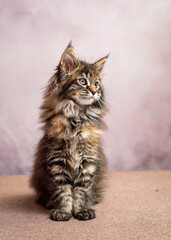 A cat with a beautiful color pose for a photo. The breed of the cat is the Maine Coon