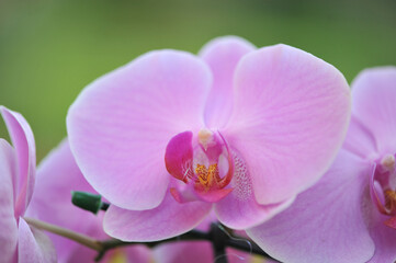 Fototapeta na wymiar orquite flor linda desabrochada 