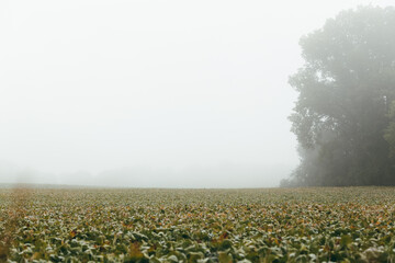 Foggy Dawn Over Bean Field in Early Fall, Wisconsin, United States