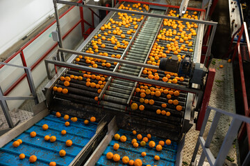 Ripe tangerines on the conveyor belt of a fruit processing plant. Top view.