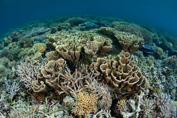 Naklejka na ściany i meble Healthy coral grows thrive in the shallows near a remote island near Flores, Indonesia. This tropical region harbors extraordinary marine biodiversity.