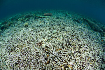 Fototapeta na wymiar A shallow coral reef has been destroyed by an unknown cause near a remote island in Indonesia. This tropical region harbors extraordinary marine biodiversity.