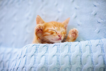 Baby cat. Ginger kitten sleeping under blanket