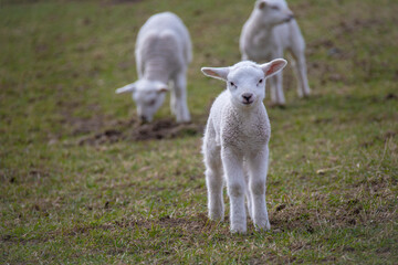 Naklejka na ściany i meble Spring lambs. New born lambs at the farm