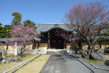 春の金戒光明寺　大方丈の唐門　京都市左京区黒谷