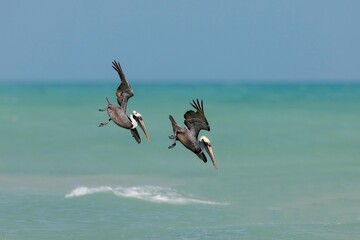 Two Brown Pelican diving into the ocean for fish
