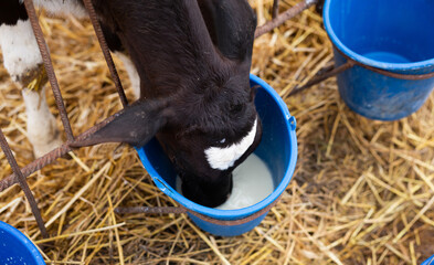 Several calves drink milk from buckets at a livestock farm © JackF