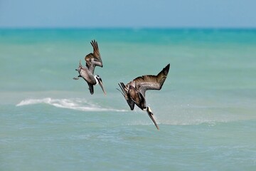 Two Brown Pelican diving into the ocean for fish