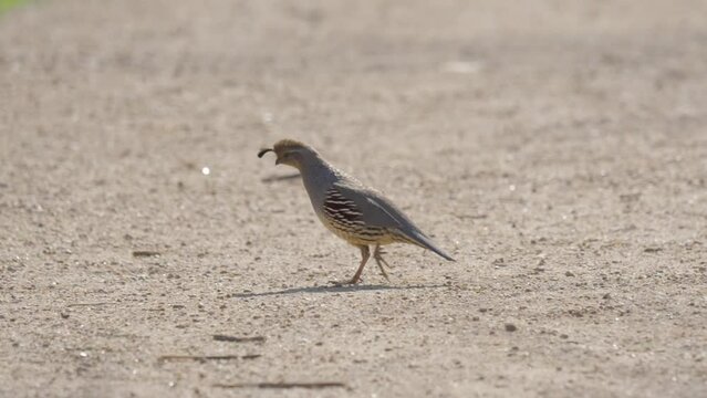 This video shows a quail walking across a desert landscape.