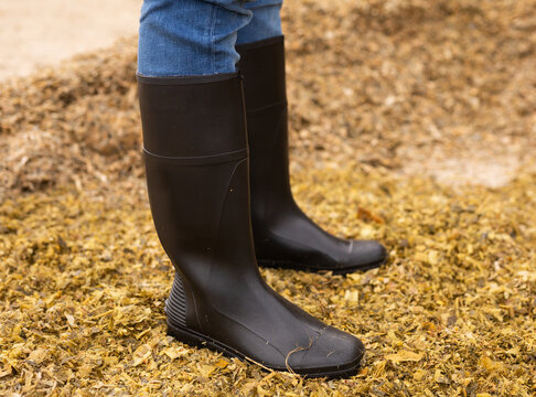 Farmer Feet In Rubber Black Boots Close Up