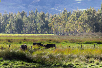Grupo de vacas pastando en un campo verde rodeado de arboles en los andes peruanos