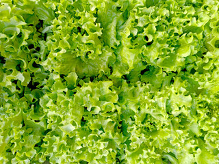 Fresh harvest background with lettuce leaves texture pattern