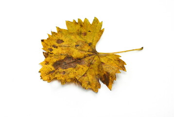 autumn leaf isolated on white background