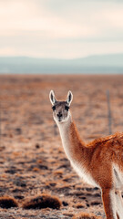 Guanaco In Patagonia, Curious Of Photographer 3