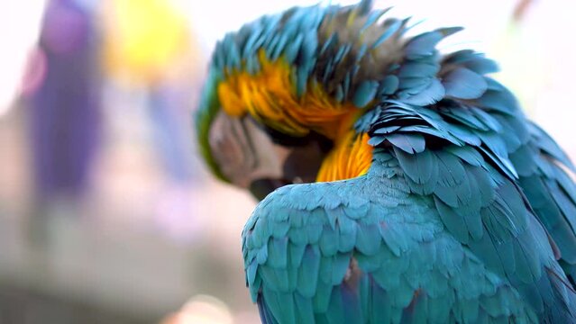 Close-up of a large blue-and-yellow macaw parrot that cleans its feathers against a blurry background