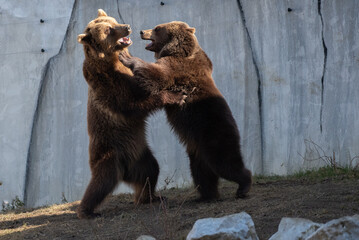 Bear play
