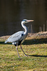 great blue heron