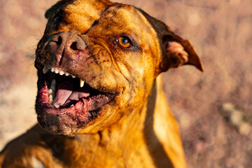 Evil aggressive pit bull terrier.