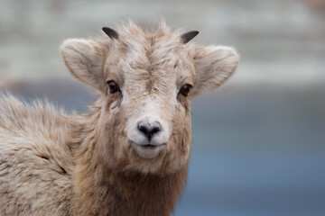 Portrait of Bighorn lamb with little horns in early spring.