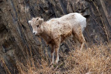 Young male Bighorn is walking down the mountain slope in spring.