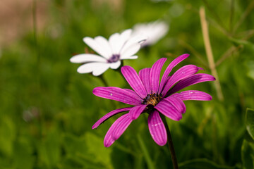 Fototapeta premium Flor rosa y flor blanca horizontal