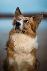 Brown border collie blue-eyed dog on a beach