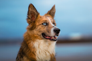 Brown border collie blue-eyed dog on a beach