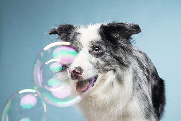 dog plays with soap bubbles. Funny border collie on a blue background. Pet in the studio