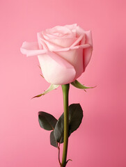 a single pink rose on pink background