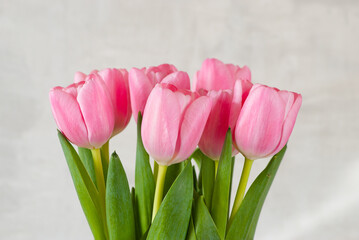 pink tulips close-up on a gray background