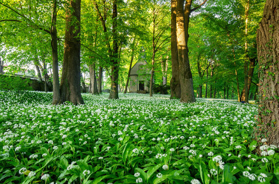 Blooming Fields Of Flowers In Spring Park, Wild Garlic