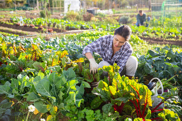 Woman farmer checks the growth of beets in the garden