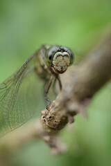 a dragonfly with a blurred background
