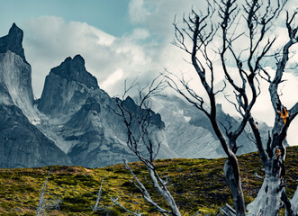 Mirador Los Cuernos, Torres Del Paine, Patagonia, Chile, Tree and Green Hill In Foreground
