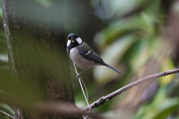 japanese tit in a forest