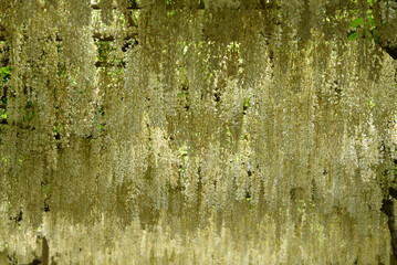 wisteria blossom, Ashikaga, Tochigi, Japan