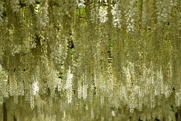 wisteria blossom, Ashikaga, Tochigi, Japan