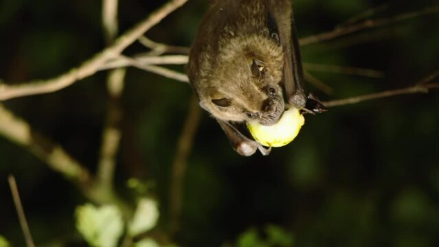 Small bat eating fresh fruit. Dark night scene lit by flashlight. Watching animals in wildlife, Costa Rica