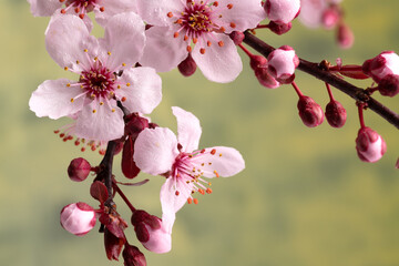 Blossoming sakura flowers on the branches close-up Macro shot.