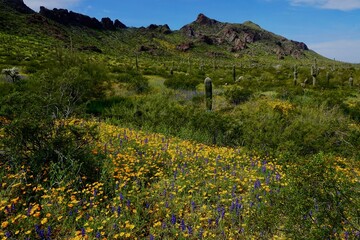Wildflowers grow in the desert at Picacho Peak state park outside of Phoenix, Arizona. 