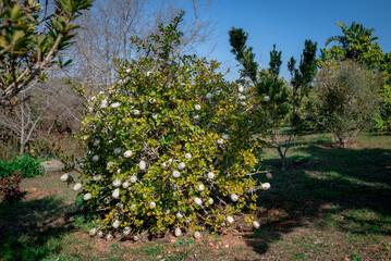 Branch with fruit of Gardenia thunbergia