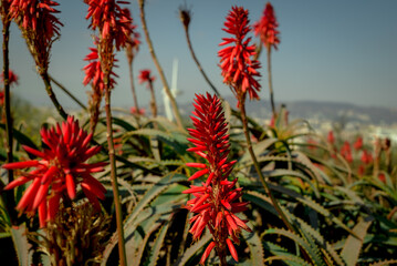 Beautiful succulent aloe plant and red flowers