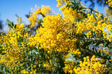 Branches of flowering Acacia dealbata mimoza