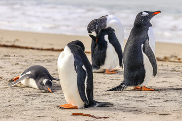 Obraz premium Newmans Station, Falkland Islands, UK