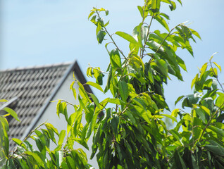 Cherry tree leaves and rooftop of a bulingin in background - spring is here